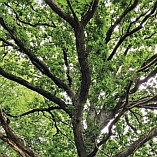 Tipp-Bild - Kursleiter/in in Waldbaden – Selbststudium (Lebensräume & Naturkraft) von herful