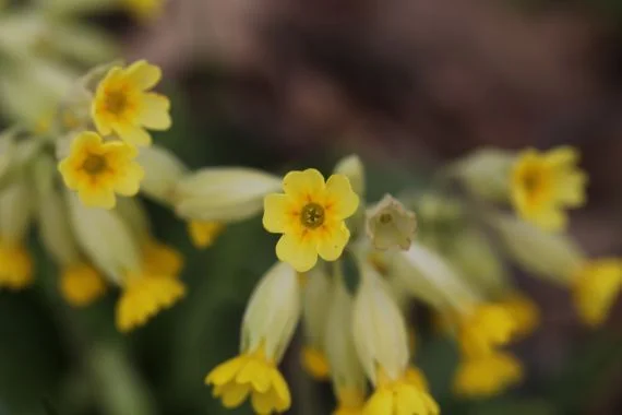 Licht aus der Jurte Shamanic Centre Vienna