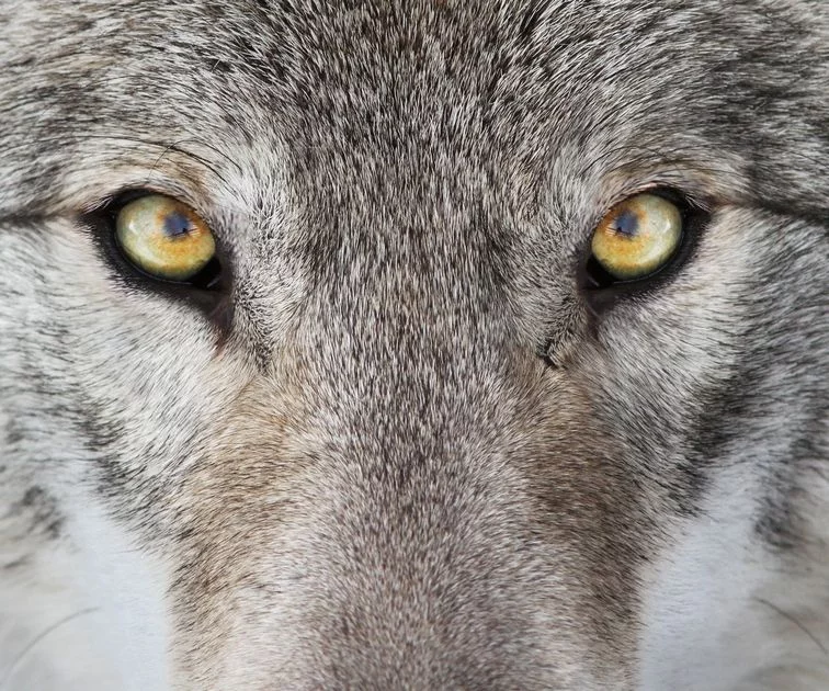 Artikelbild - Begegnung mit den Seelen der Tiere (Beziehungsthemen und Partnerschaft) von herful