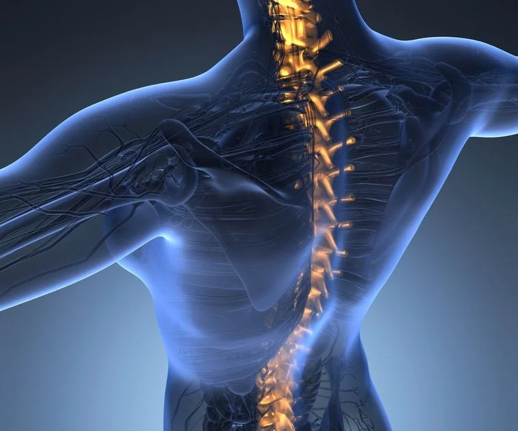 Artikelbild - Lichtbahnen der Wirbelsäule und ihre Verbindungen (Traditionelle & Alternative Methoden) von Susanne Nückel