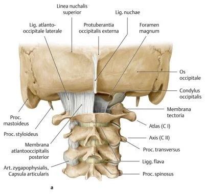 Craniosacral Praxis Wien – Alexander Huber