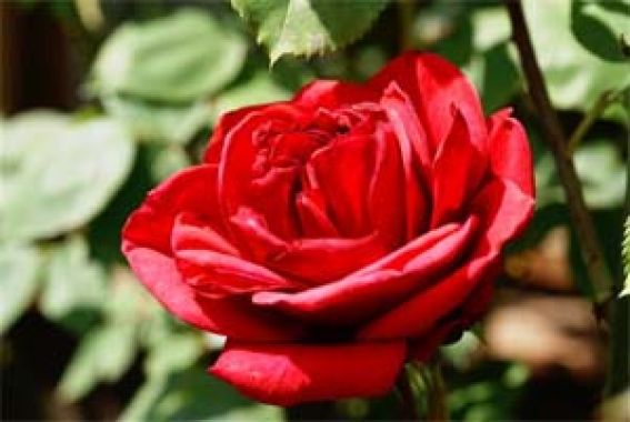 Claudia Astrid Kaufmann