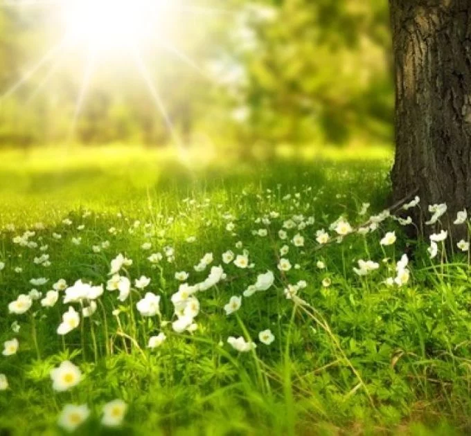 Artikelbild - Dr. Will – Altes Wissen und (Traditionelle & Alternative Methoden) von herful