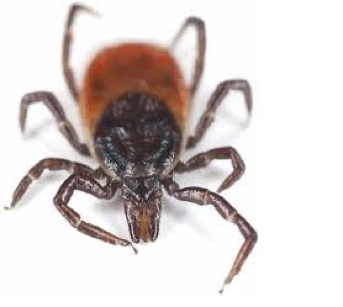 Artikelbild - Zecken und natürliche Abwehmittel (Lebensräume & Naturkraft) von herful